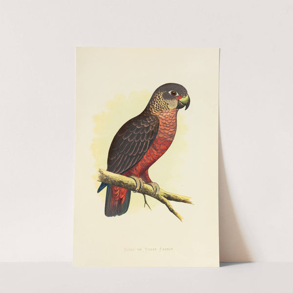 Dusky or Violet Parrot (1884-1887) by Alexander Francis Lydon
