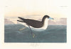 Dusky petrel