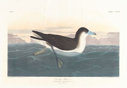 Dusky petrel