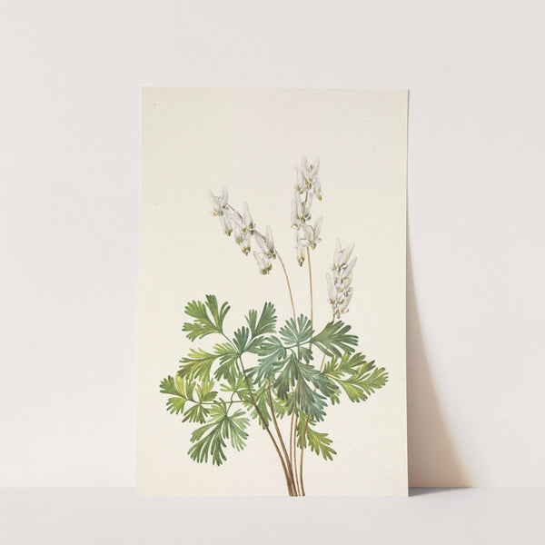 Dutchmans-breeches. Bikukulla cucullaria (1925) by Mary Vaux Walcott