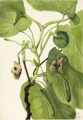 Dutchman’s Pipe (1934)