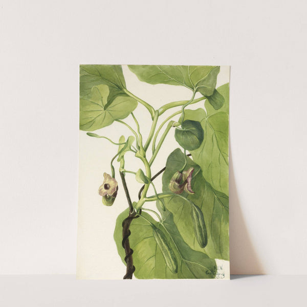 Dutchman’s Pipe (1934) by Mary Vaux Walcott