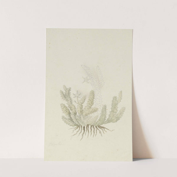 Duvalia caespitosa (Masson) Haw (Milkweed) by Robert Jacob Gordon