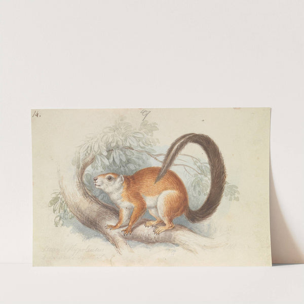 Duvaucel’s Squirrel (1837) by Charles Hamilton Smith
