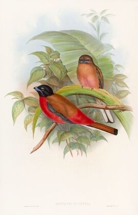 Duvaucel’s Trogon