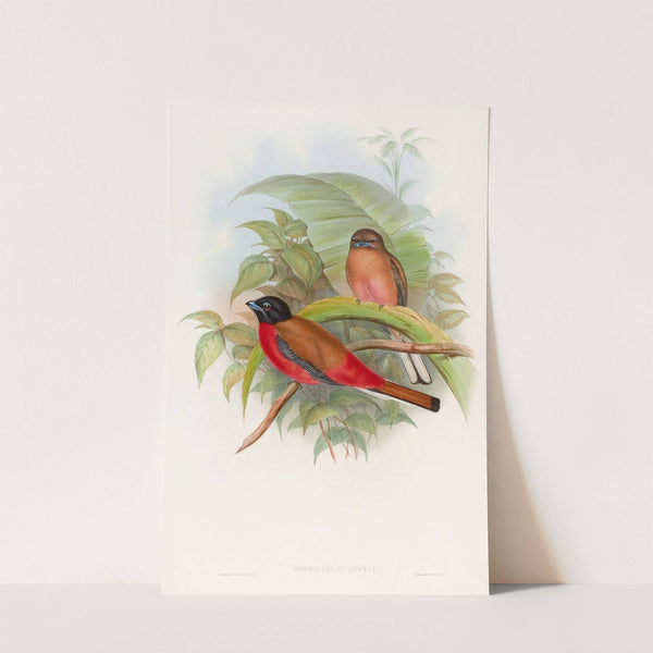 Duvaucel's Trogon by John Gould