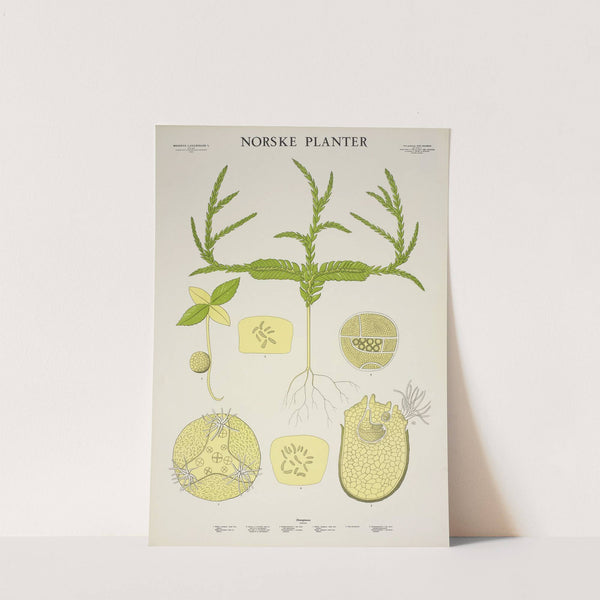 Dvergjamne (1930) by Parmanns Læremiddel-anstalt