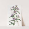 Dwarf Blue Aster by Sydenham Edwards