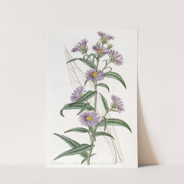 Dwarf Blue Aster by Sydenham Edwards