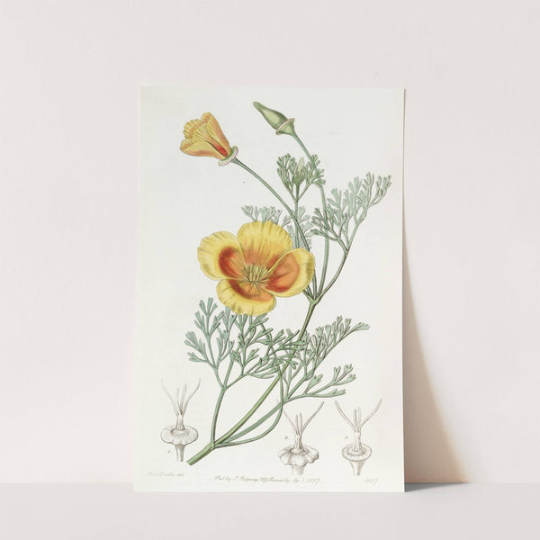 Dwarf Chryseis by Sydenham Edwards