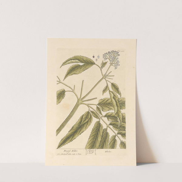 Dwarf elder by Elizabeth Blackwell