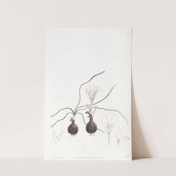 Dwarf Haylockia by Sydenham Edwards