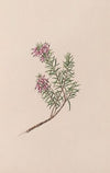 Dwarf Heath