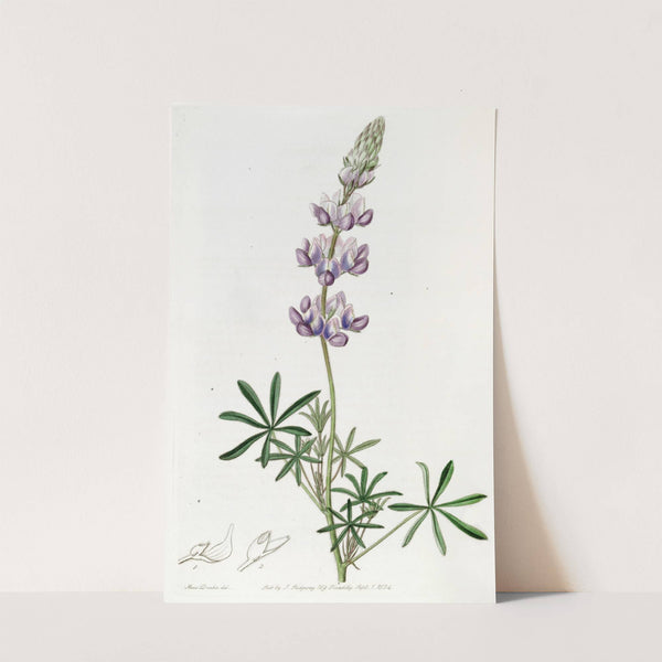 Dwarf Lupine by Sydenham Edwards