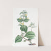 Dwarf Yellow Monkey-flower (1815-1819) by Sydenham Edwards