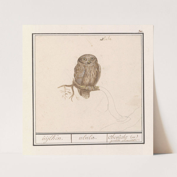 Dwerguil (Glaucidium passerinum) uijlken. ulula chevêche (ou) petite chouette (1596-1610) by Anselmus Boëtius de Boodt