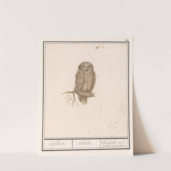 Dwerguil (Glaucidium passerinum) uijlken. ulula chevêche (ou) petite chouette. (1596-1610) by Anselmus Boëtius de Boodt