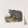 Dycoteles torquatus, Collared Peccary. Male. (1845-1848) by John Woodhouse Audubon