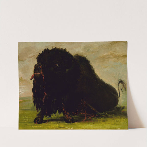 Dying Buffalo, Shot with an Arrow by George Catlin