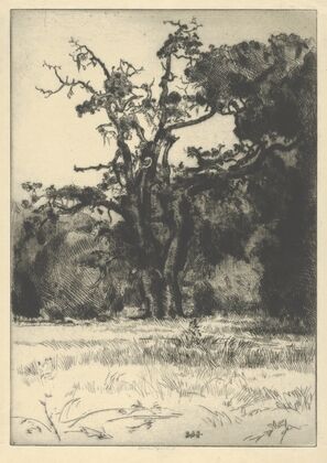 Dying White Oak (1900-1925)
