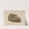 Eagle's Head by American 20th Century