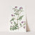 Ear-leaved Nemophila by Sydenham Edwards