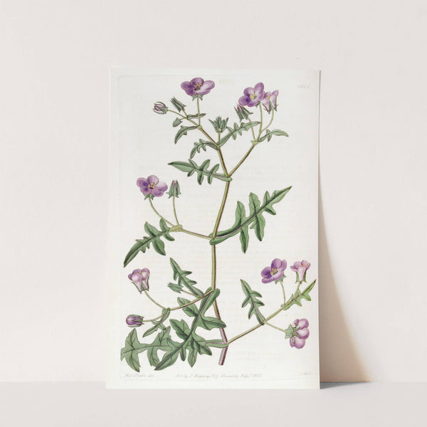 Ear-leaved Nemophila by Sydenham Edwards