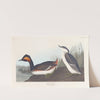 Eared grebe by John James Audubon