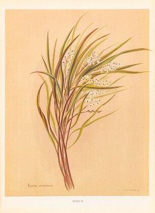Earina Mucronata