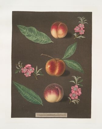 Early Barrington, Buckingham Minion and the Barrington peaches. (1812) — size preview