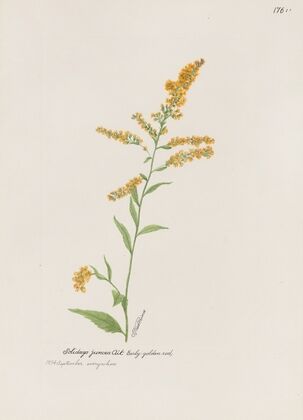 Early golden rod