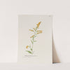 Early golden rod by S. Fred Prince