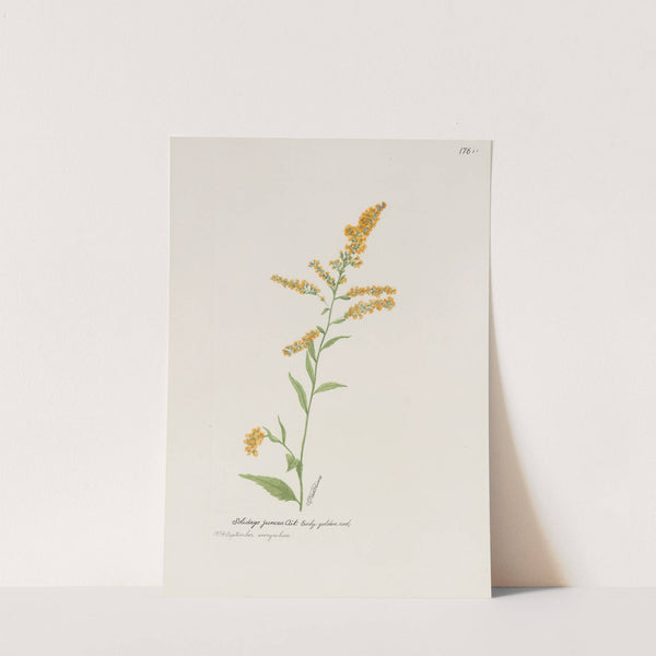 Early golden rod by S. Fred Prince