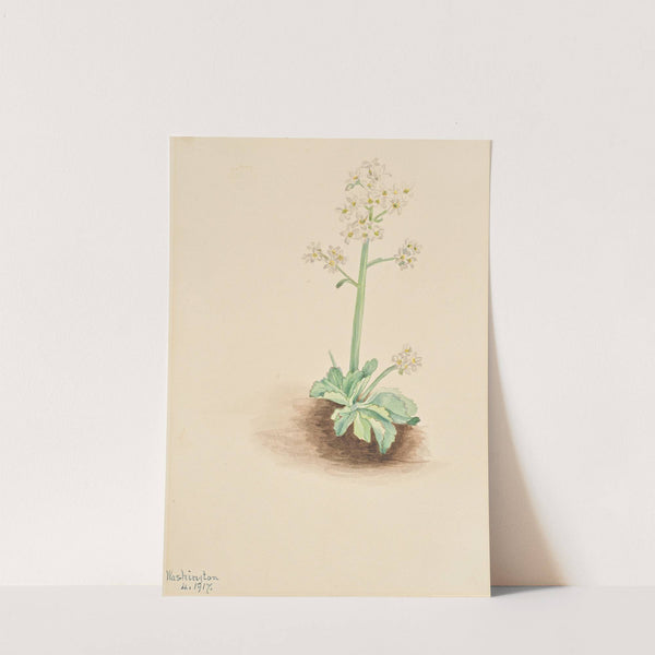 Early Saxifrage (Saxifraga virginiensis) (1917) by Mary Vaux Walcott