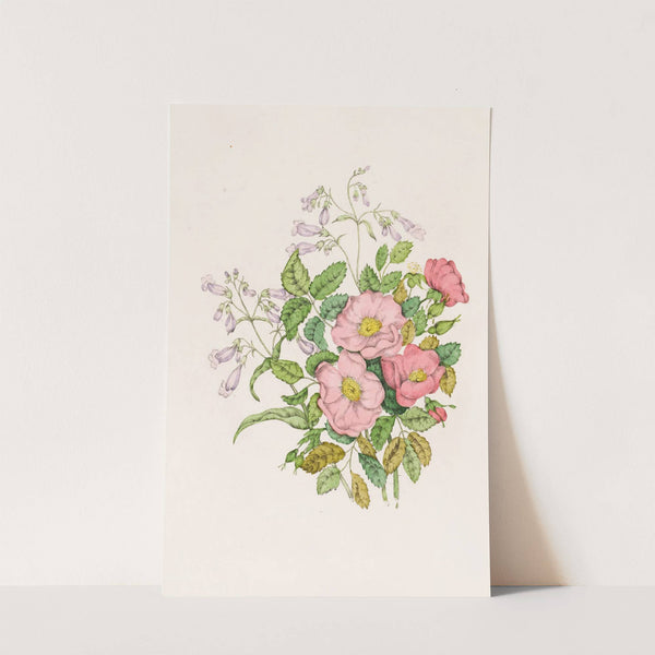 Early Wild Rose, Pentstèmon Beard-Tongue by Agnes Fitzgibbon