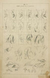 Ears – general proportions