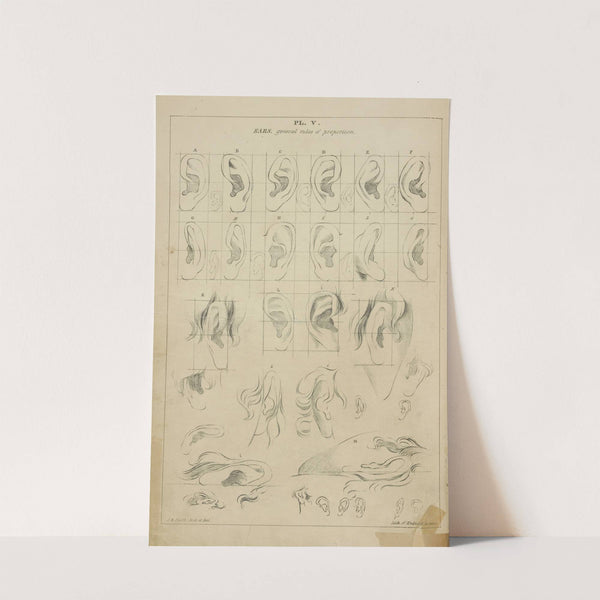 Ears - general proportions by John Rubens Smith