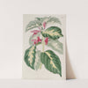 East Indian Caricature Plant by Sydenham Edwards