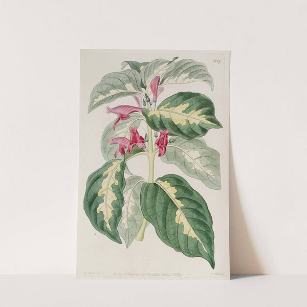 East Indian Caricature Plant by Sydenham Edwards