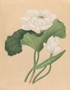 East Indian Lotus (Nelumbo nucifera) (late 19th century)