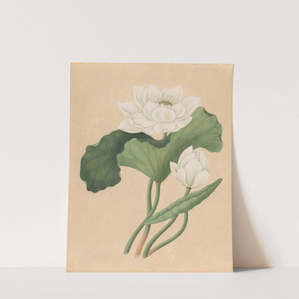 East Indian Lotus (Nelumbo nucifera) (late 19th century) by British 19th Century