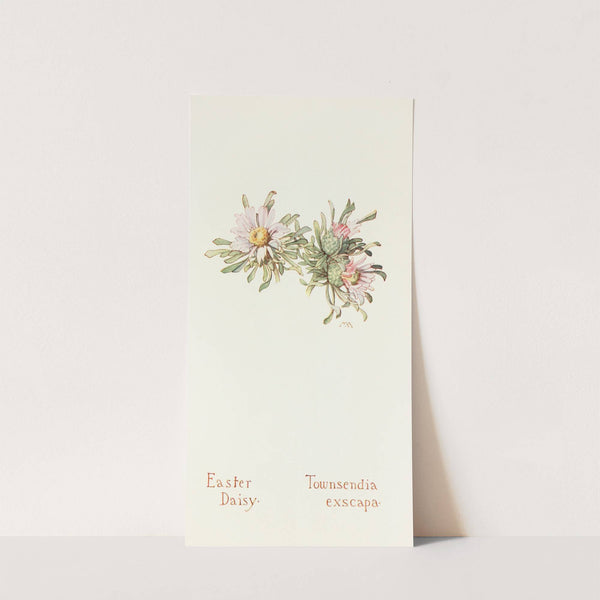 Easter Daisy (1915) by Margaret Armstrong