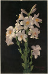 Easter Lily