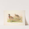 Eastern Chinese Ring-necked Phaesant (Phasianus colchicus torquatus). (1918-1922) by Henry Jones