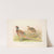 Eastern Chinese Ring-necked Phaesant (Phasianus colchicus torquatus). (1918-1922) by Henry Jones
