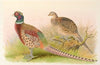 Eastern Chinese Ring-Necked Pheasant