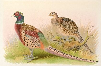 Eastern Chinese Ring-Necked Pheasant
