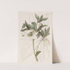 Eastern Hellebore by Sydenham Edwards