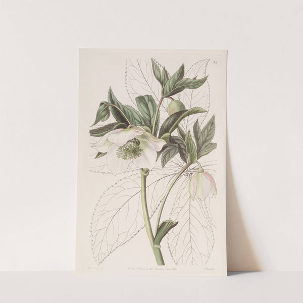 Eastern Hellebore by Sydenham Edwards