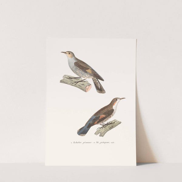 Échelet Picumne. by Coenraad Jacob Temminck